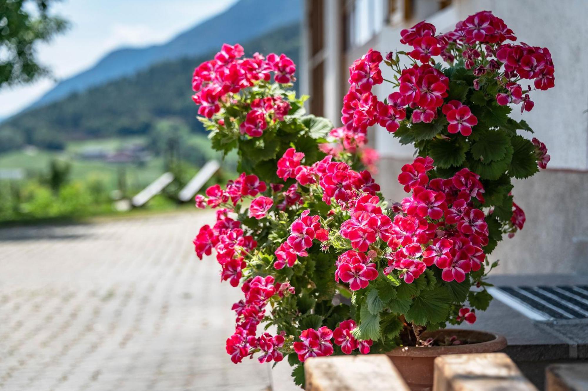 Hauserhof - Urlaub Auf Dem Bauernhof Villandro Exterior photo